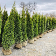 Load image into Gallery viewer, Emerald Cedar - Garden Centre - Nursery
