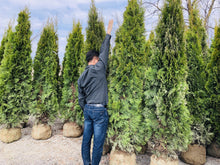 Load image into Gallery viewer, Emerald Cedar - Garden Centre - Nursery