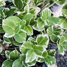 Load image into Gallery viewer, Emerald Gaiety Euonymus - Garden Centre - Nursery