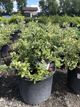 Load image into Gallery viewer, Emerald Gaiety Euonymus - Garden Centre - Nursery