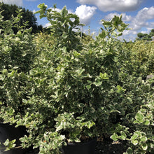 Load image into Gallery viewer, Emerald Gaiety Euonymus - Garden Centre - Nursery