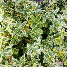 Load image into Gallery viewer, Emerald N Gold Euonymus - Garden Centre - Nursery