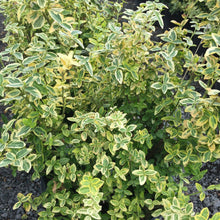 Load image into Gallery viewer, Emerald N Gold Euonymus - Garden Centre - Nursery