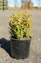 Load image into Gallery viewer, Emerald N Gold Euonymus - Garden Centre - Nursery