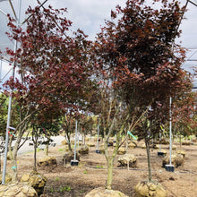 Load image into Gallery viewer, Fireglow Japanese Maple - Garden Centre - Nursery
