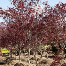 Load image into Gallery viewer, Fireglow Japanese Maple - Garden Centre - Nursery