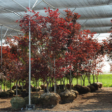 Load image into Gallery viewer, Fireglow Japanese Maple - Garden Centre - Nursery