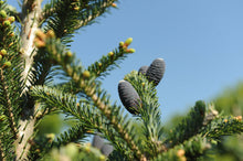 Load image into Gallery viewer, Fraser Fir - Garden Centre - Nursery