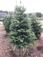 Load image into Gallery viewer, Fraser Fir - Garden Centre - Nursery