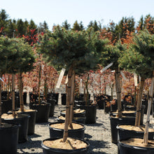 Load image into Gallery viewer, Standard Globe Blue Spruce - Garden Centre - Nursery