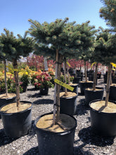 Load image into Gallery viewer, Standard Globe Blue Spruce - Garden Centre - Nursery
