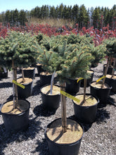 Load image into Gallery viewer, Standard Globe Blue Spruce - Garden Centre - Nursery