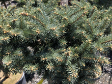 Load image into Gallery viewer, Standard Globe Blue Spruce - Garden Centre - Nursery