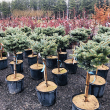 Load image into Gallery viewer, Standard Globe Blue Spruce - Garden Centre - Nursery