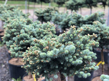 Load image into Gallery viewer, Standard Globe Blue Spruce - Garden Centre - Nursery