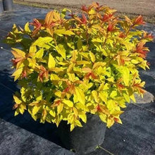 Load image into Gallery viewer, Goldflame Spirea - Garden Centre - Nursery