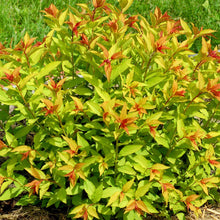 Load image into Gallery viewer, Goldflame Spirea - Garden Centre - Nursery
