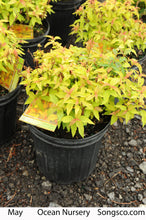 Load image into Gallery viewer, Goldflame Spirea - Garden Centre - Nursery