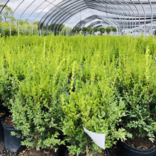 Load image into Gallery viewer, Green Mountain Boxwood - Garden Centre - Nursery