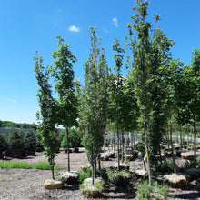 Load image into Gallery viewer, Green Pillar Oak 050 - Garden Centre - Nursery