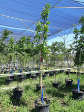 Load image into Gallery viewer, Green Pillar Oak 050 - Garden Centre - Nursery