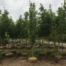 Load image into Gallery viewer, Green Pillar Oak 050 - Garden Centre - Nursery