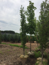 Load image into Gallery viewer, Green Pillar Oak 050 - Garden Centre - Nursery