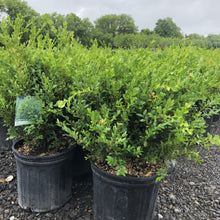 Load image into Gallery viewer, Green Velvet Boxwood - Garden Centre - Nursery