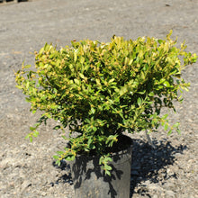 Load image into Gallery viewer, Green Velvet Boxwood - Garden Centre - Nursery