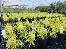 Load image into Gallery viewer, Hakone Grass, All Gold - Garden Centre - Nursery
