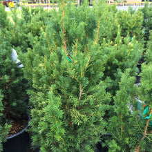 Load image into Gallery viewer, Hicks Yew - Garden Centre - Nursery