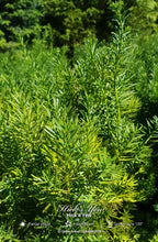 Load image into Gallery viewer, Hicks Yew - Garden Centre - Nursery