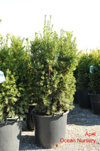 Load image into Gallery viewer, Hicks Yew - Garden Centre - Nursery