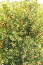 Load image into Gallery viewer, Hicks Yew - Garden Centre - Nursery