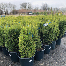 Load image into Gallery viewer, Hicks Yew - Garden Centre - Nursery