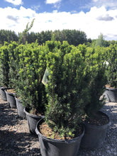 Load image into Gallery viewer, Hills Yew - Garden Centre - Nursery