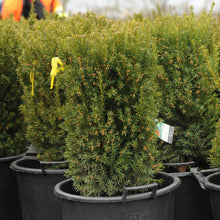 Load image into Gallery viewer, Hills Yew - Garden Centre - Nursery