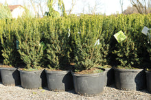Load image into Gallery viewer, Hills Yew - Garden Centre - Nursery
