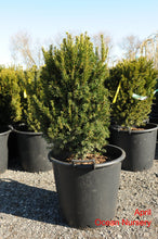Load image into Gallery viewer, Hills Yew - Garden Centre - Nursery