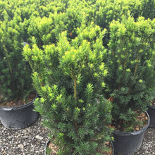 Load image into Gallery viewer, Hills Yew - Garden Centre - Nursery