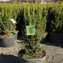 Load image into Gallery viewer, Hills Yew - Garden Centre - Nursery