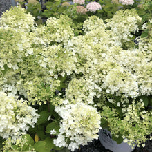 Load image into Gallery viewer, Hydrangea, Bobo - Garden Centre - Nursery