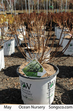 Load image into Gallery viewer, Hydrangea, Bobo - Garden Centre - Nursery