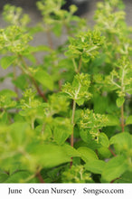 Load image into Gallery viewer, Hydrangea, Bobo - Garden Centre - Nursery