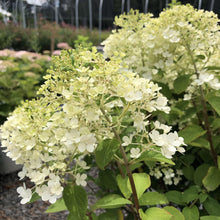 Load image into Gallery viewer, Hydrangea, Bobo - Garden Centre - Nursery
