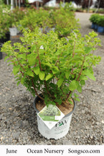 Load image into Gallery viewer, Hydrangea, Bobo - Garden Centre - Nursery
