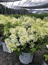 Load image into Gallery viewer, Hydrangea, Bobo - Garden Centre - Nursery