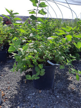 Load image into Gallery viewer, Hydrangea, Peegee - Garden Centre - Nursery