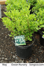Load image into Gallery viewer, Hydrangea, Peegee - Garden Centre - Nursery
