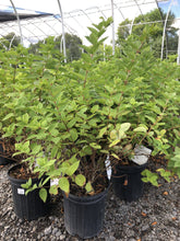 Load image into Gallery viewer, Hydrangea, Peegee - Garden Centre - Nursery